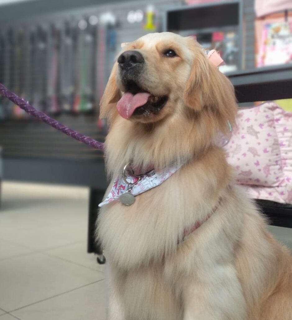 Testimonio Canivoros