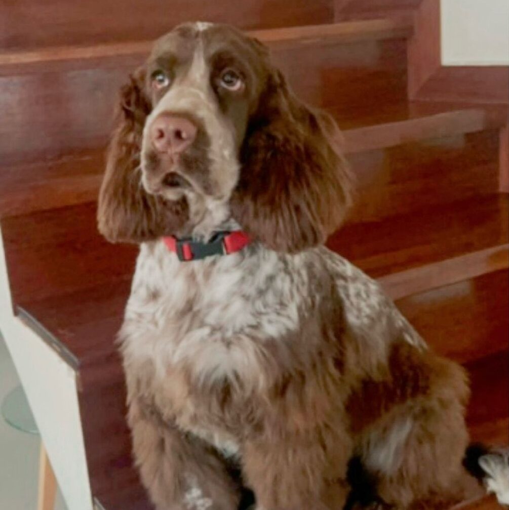 testimonio canivoros